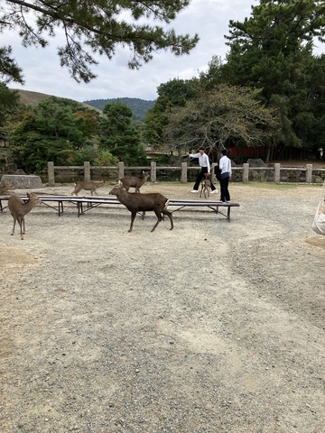 奈良公園2